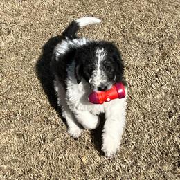 Comet - Parti male Labradoodle puppy in Monticello, Georgia from Daylin’s Doodles & Labradors