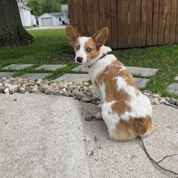 Annie - American Corgi
