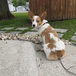 Annie - American Corgi