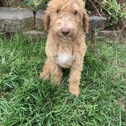 Poodle Puppies from Rocky Mountain Poodles