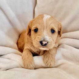 Ernie - Apricot male Labradoodle puppy in Bruceton Mills, West Virginia from Adonai Ra'ah Farms