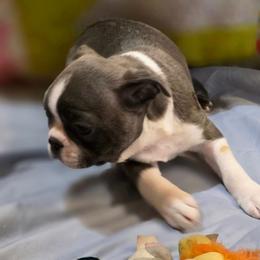 Gizmo - Blue male Boston Terrier puppy in Kingsport, Tennessee from Irish Heart Bostons