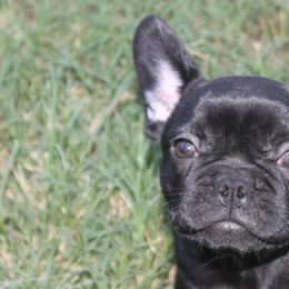 French Bulldogs from Iron Oak Kennel