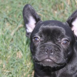 French Bulldogs from Iron Oak Kennel
