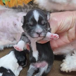 Black boy - Black and tan male Havanese puppy in Vinita, Oklahoma from Locust Creek Shih Tzu & Havanese