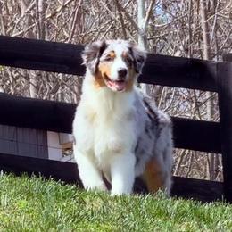 Denali - Blue merle male Australian Shepherd puppy in Celina, Tennessee from CumberlandRidge Australian Shepherds