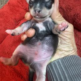 Boy 1 - Cream and white male Chihuahua puppy in Polo, Missouri from Blue Tails Farm