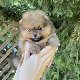 Toby - Orange sable male Pomeranian puppy in Citrus Heights, California from Yev and Marina's Pomeranians (AKC)