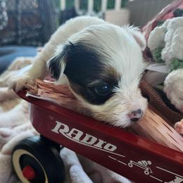 Allie - Parti female Yorkshire Terrier puppy in Tacoma, Washington from Anks Toys Yorkshire terriers