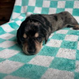 Royal Blue Collar - Dapple male Dachshund puppy in Eustis, Florida from K8’s Dachshunds