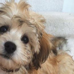 Havanese from Canyon Hills Havanese