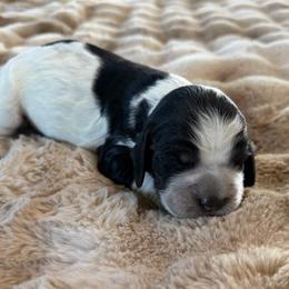 Astoria - Tri-Roan female English Springer Spaniel puppy in Aberdeen, Idaho from vom King-Charles