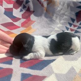 G black and tan piebald - Piebald female Dachshund puppy in Umatilla County, Oregon from Divine Dogs