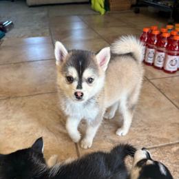 (Astro)naut - Tri-color male Pomsky puppy in Valparaiso, Indiana from Valparaiso Pomskys