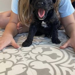 Goldendoodle Puppies from River Bend Goldendoodles