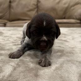 Girl 3 - Brown and gray female Wirehaired Pointing Griffon puppy in Shelley, Idaho from Western Gundogs