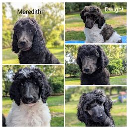 Poodle Puppies from Van Der Poodles