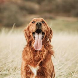 Golden Retrievers from Flynn Timber Goldens, LLC