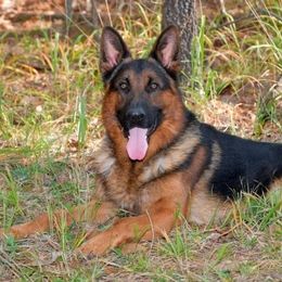 German Shepherds from Von der Otto German Shepherds