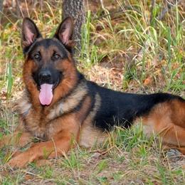 German Shepherds from Von der Otto German Shepherds