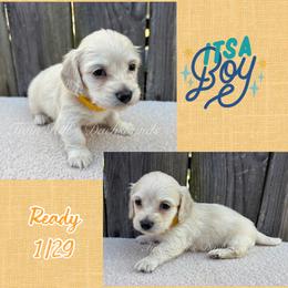 Golden - Cream male Dachshund puppy in Jonesboro, Illinois from Twin Hills Dachshunds