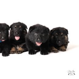 German Shepherd Puppies from Dogsport K9's