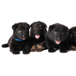 German Shepherd Puppies from Dogsport K9's