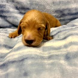 Waylon Jennings - Red male Dachshund puppy in Waynesboro, Tennessee from Owl Hollow Farm Miniature Dachshunds