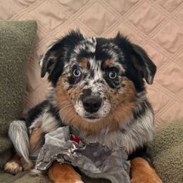 Winter - Blue merle female Toy Australian Shepherd puppy in Fairview, Tennessee from Hoffman Forest Acres LLC