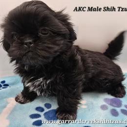 Boy 4 - Black male Shih Tzu puppy in Oakville, Washington from Garrard Creek Shih Tzus