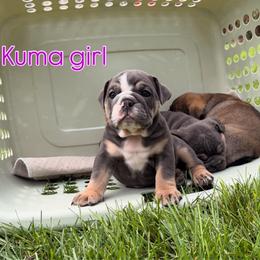 Kuma - Blue tri-color female Bulldog puppy in Hemlock, Michigan from Brady English Bulldogs