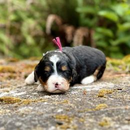 Lady Tremain (Pink Collar) - Tri-color female Bernedoodle puppy in Stanwood, Washington from Butter Cup Pups and Paws