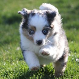 Border Collie, English Setter, and Miniature American Shepherd Puppies from First Harmony Farms