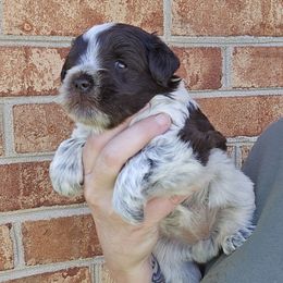 Girl 1 - Parti female Miniature Schnauzer puppy in Hickory, North Carolina from Selene's Schnauzers