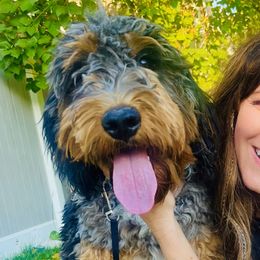 Mollee - Bernedoodle