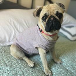Willow - Pug