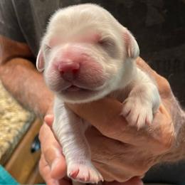 Lola - Light golden female Golden Retriever puppy in Ennis, Texas from Amberidge Golden Retrievers