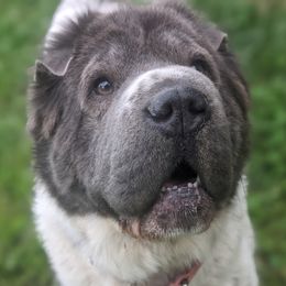 Tesla - Chinese Shar-Pei