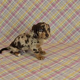 Dachshund Puppies from Newbern's Nuggets
