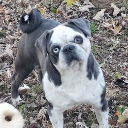 Steele - Pug