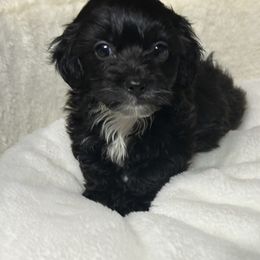 Jack - Black male Shihpoo puppy in Boston, Massachusetts from London's puppies