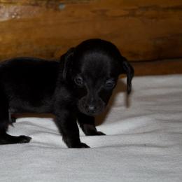 Donkey - Black male Dachshund puppy in Kilgore, Texas from The Barefield Doxies