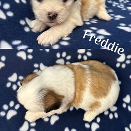 Freddie - White male Lhasa Apso puppy in Cincinnati, Ohio from Shangri-La Lhasa Apsos