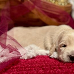 Betty White - Cream Dachshund puppy in Stoutland, Missouri from Farmhouse Dachshunds