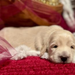 Betty White - Cream Dachshund puppy in Stoutland, Missouri from Farmhouse Dachshunds