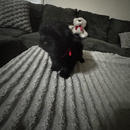 Cooky - Black male Shorkie puppy in San Tan Valley, Arizona from Great Mates