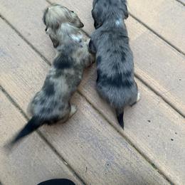 Dachshund and Pembroke Welsh Corgi Puppies from Three K Miniature Dachshunds