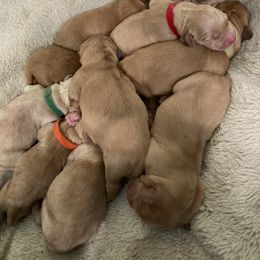 Golden Retriever Puppies from Bit O'Heaven Farm