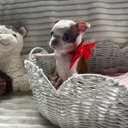 Ottis - Red male Boston Terrier puppy in Tampa, Florida from Bayshore Boston Terrier’s