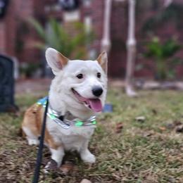 Dickey - Pembroke Welsh Corgi